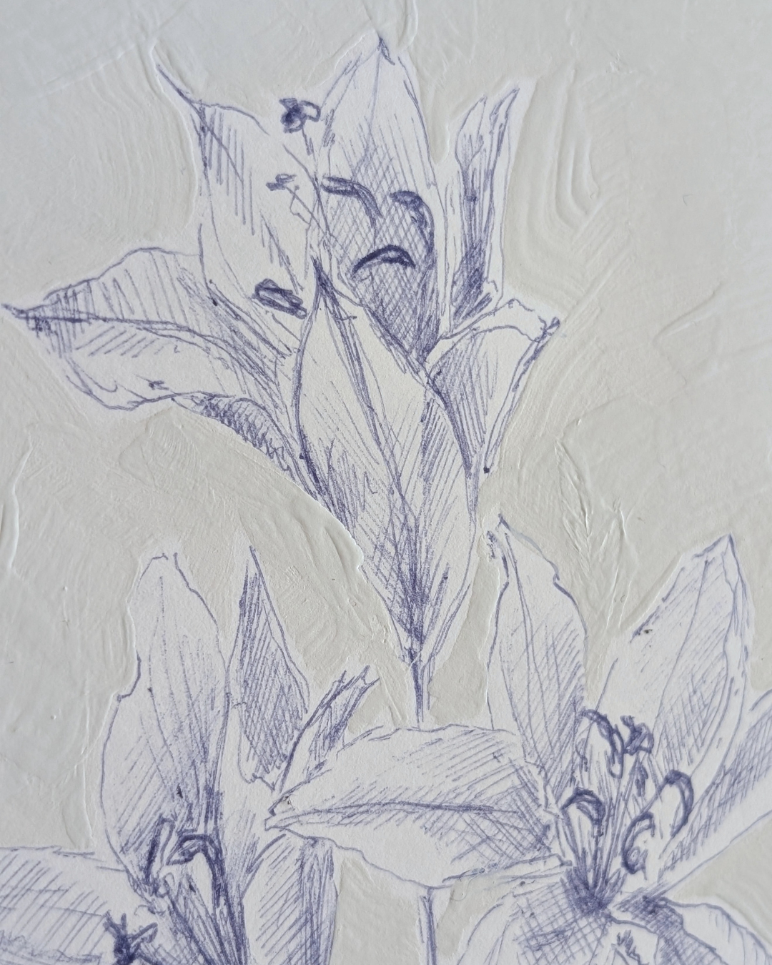 Lily Study 1/2