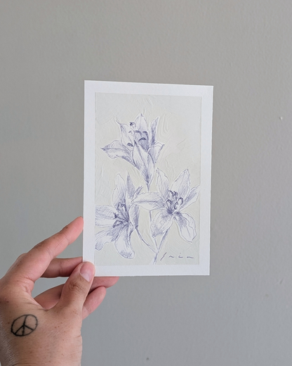 Lily Study 1/2