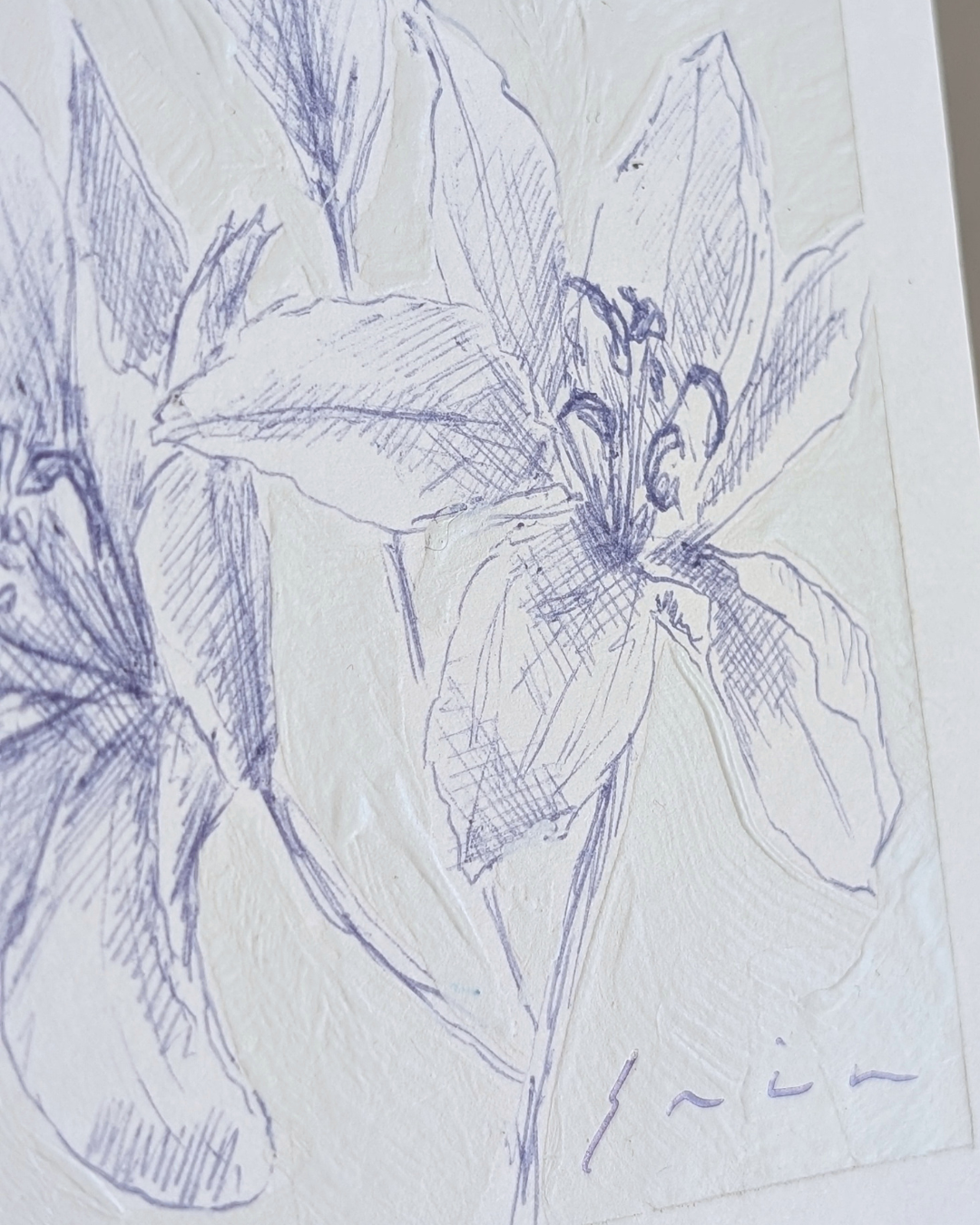 Lily Study 1/2